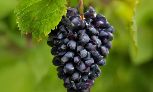 Semilla de uva