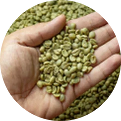 Café verde