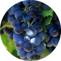 Semilla de uva